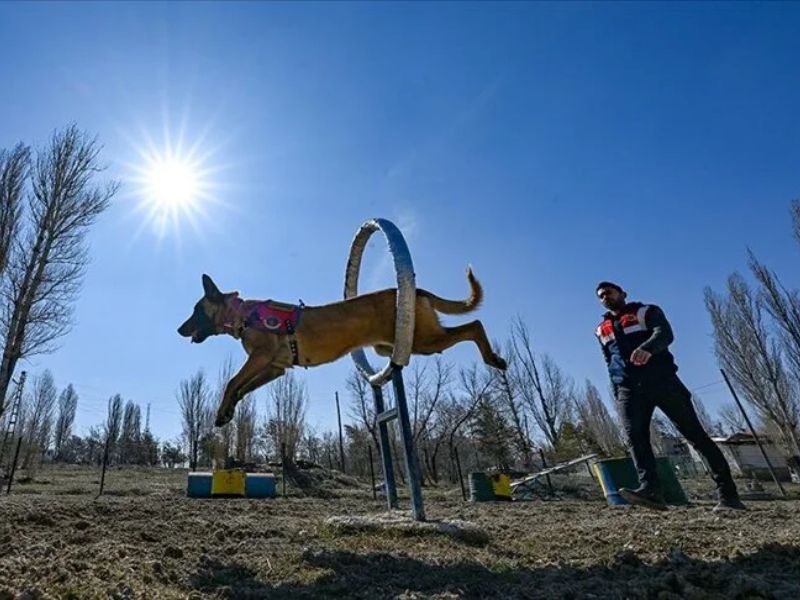 Van'da Uyuşturucuyla Mücadelede Jandarmanın En Büyük Yardımcısı Dedektör Köpekler